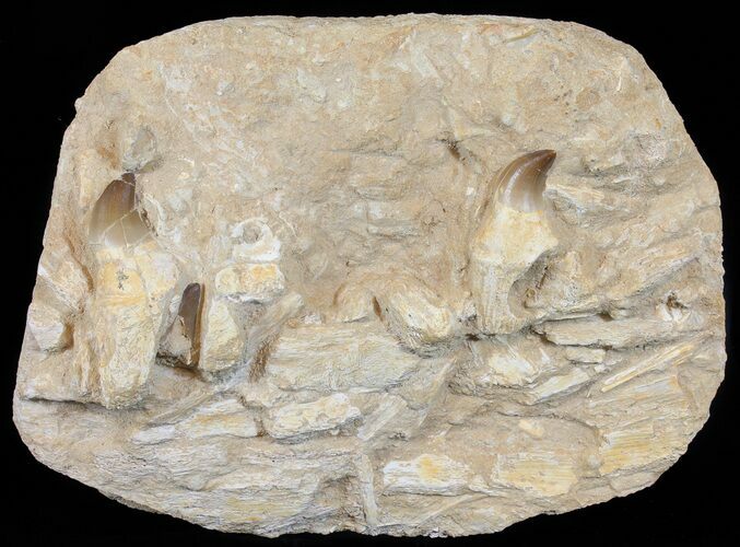 Mosasaur (Prognathodon) Jaw Section #51327